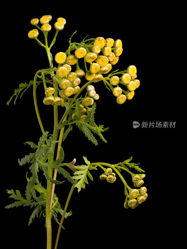 艾菊(Tanacetum)