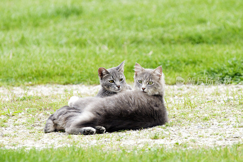 两只猫在户外