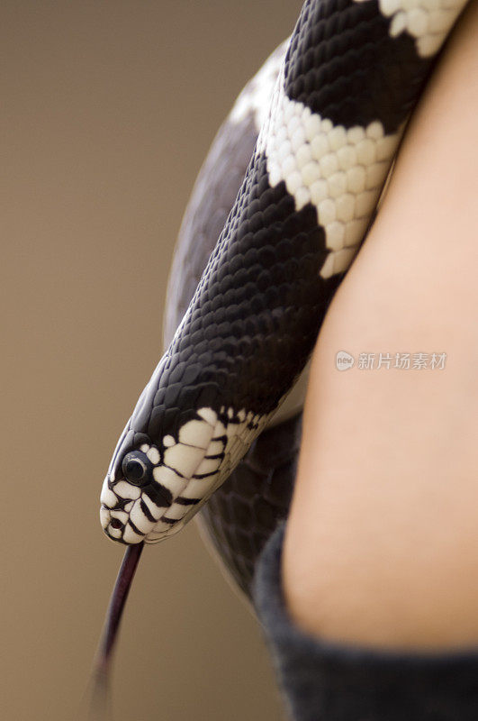 “费尔南多”——加州王蛇