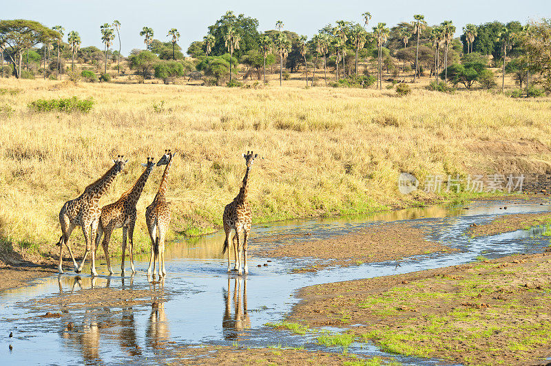 坦桑尼亚的塔兰吉尔，四只马赛长颈鹿在小溪边