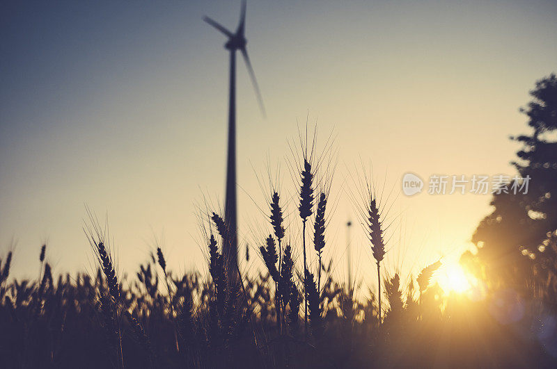 日落时分的麦田，风力涡轮机的黑色剪影