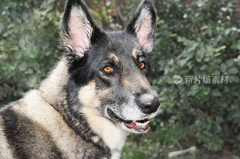 德国牧羊犬和秋田犬的杂交品种