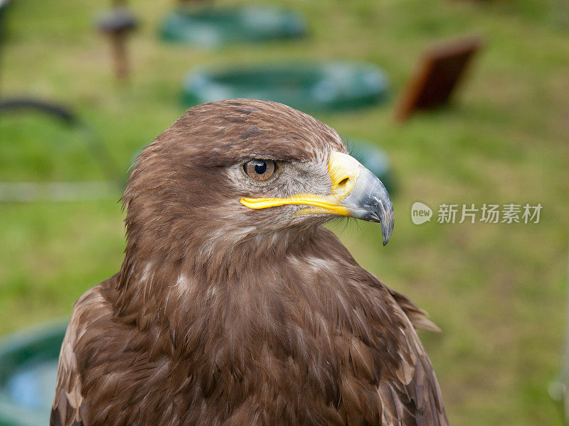 草原鹰