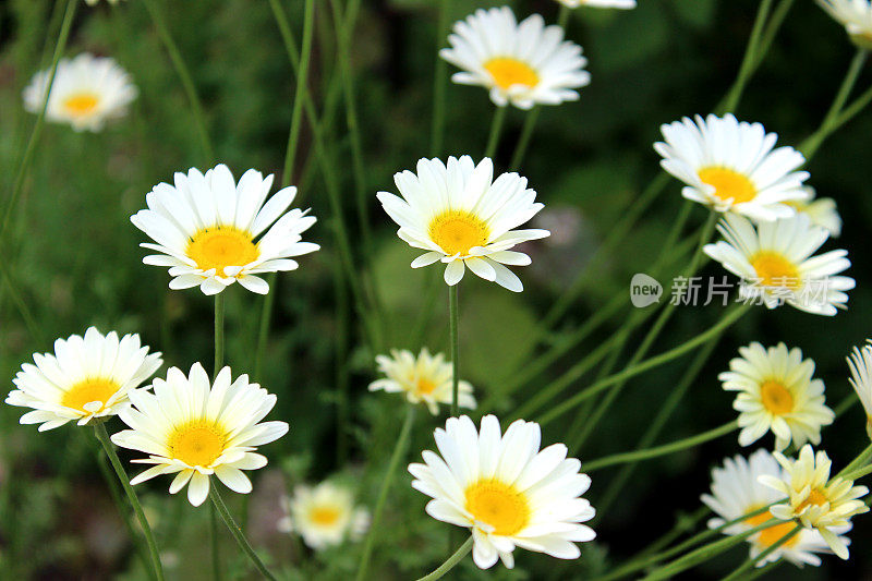 图像白菊花，沙斯塔雏菊花，草本花园边界