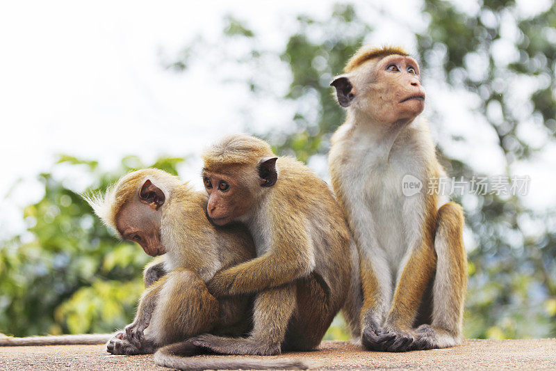 玩耍的小猴子和一群成年的斯里兰卡妈妈