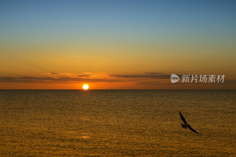 日落在海上，与海鸥