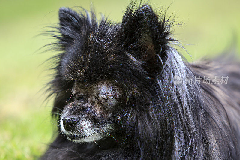 失明的博美犬，眼睛被缝起来