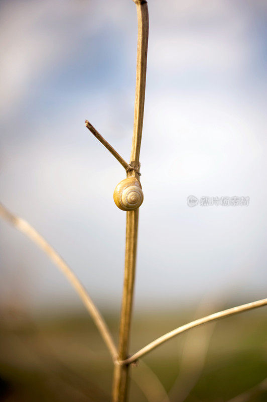 蜗牛在干树枝上