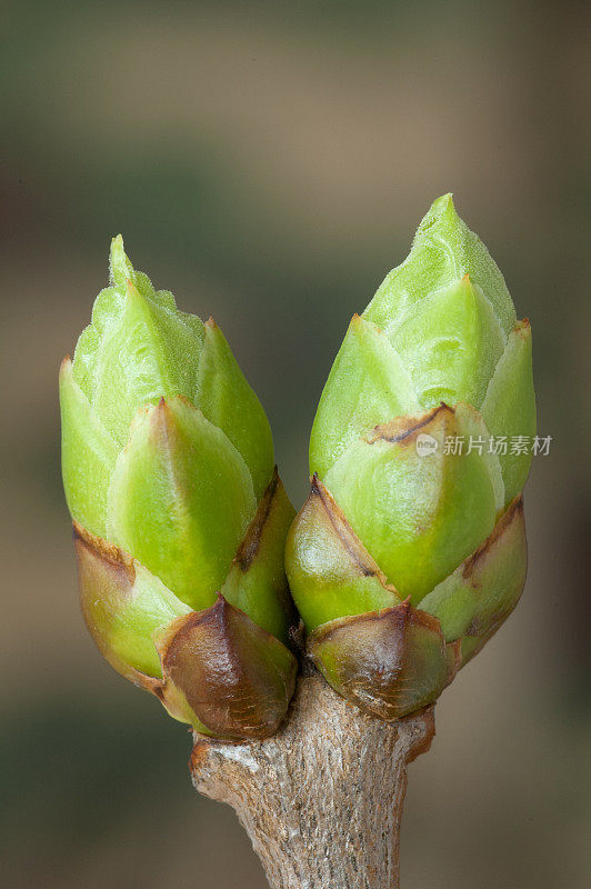 丁香花在春天开花