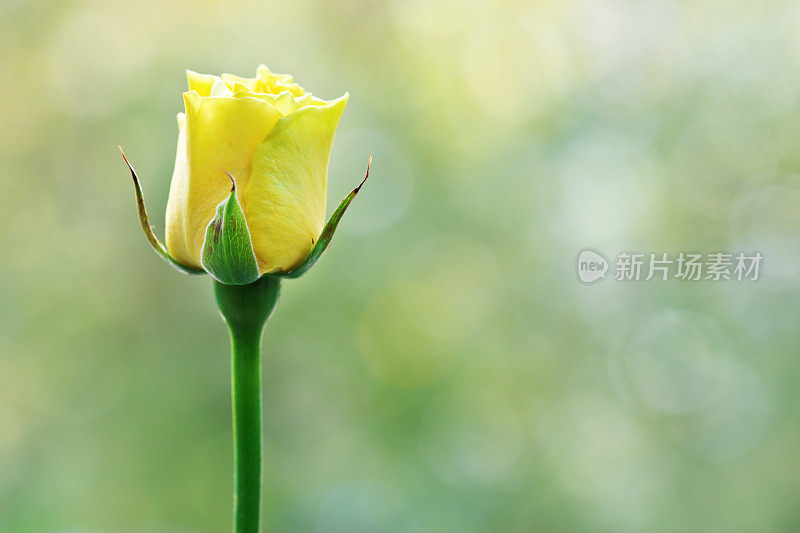 散焦背景上的黄色玫瑰