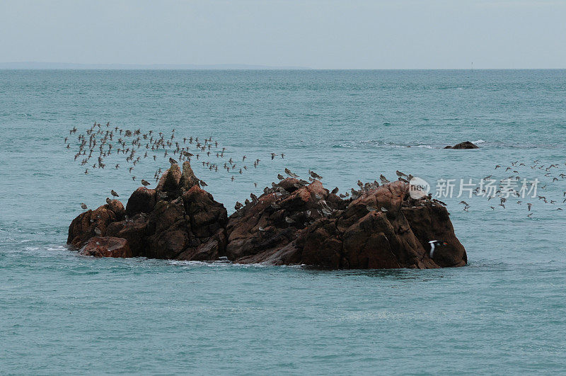 沿海野生动物，泽西岛，英国