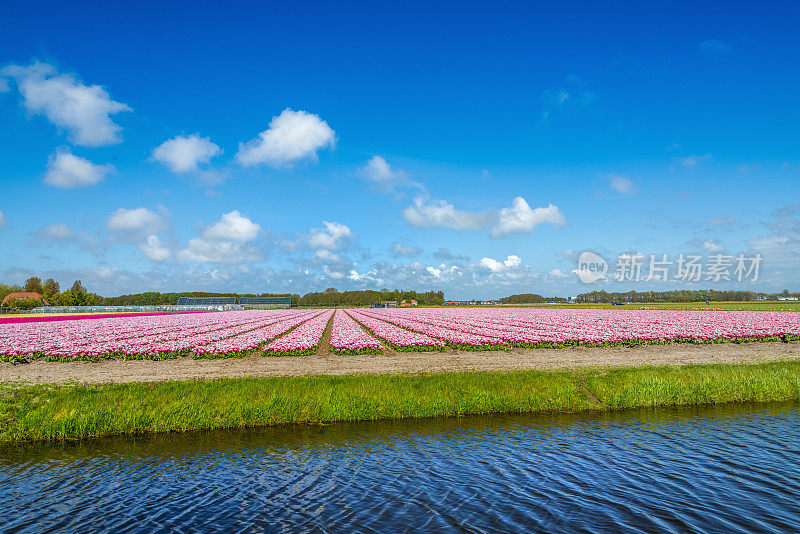 粉红色的郁金香，圩田中的一条沟，典型的荷兰风景。