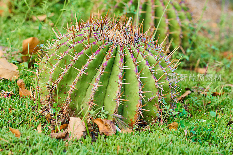 Ferocactus在阳光下