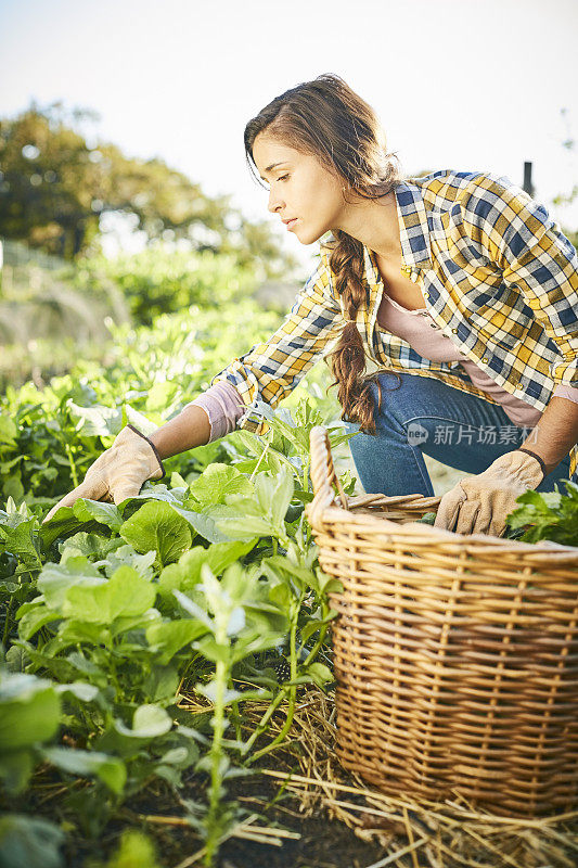 女性在有机农场检查植物