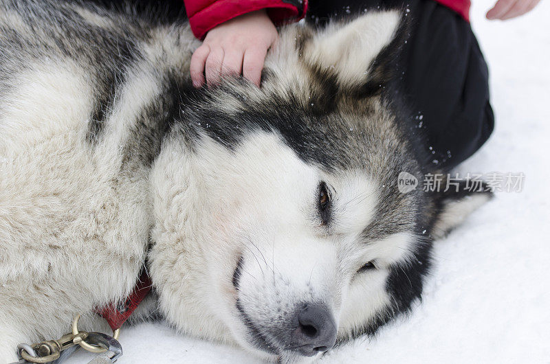 孩子呢?S手抚摸哈士奇雪橇狗的头