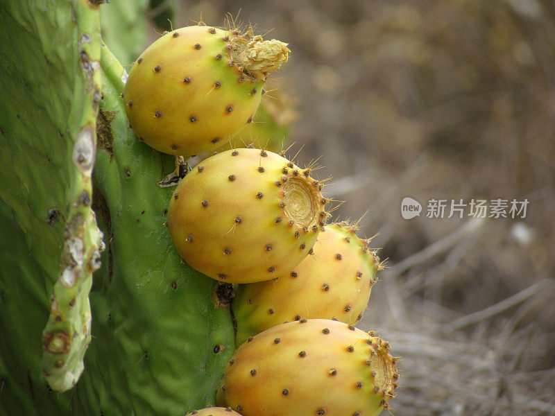 仙人球仙人掌