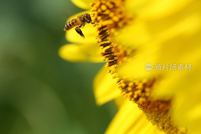 蜜蜂飞向向日葵花粉