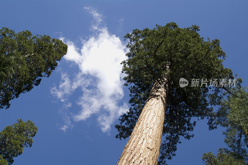 红杉国家公园:高大的树木映衬着蓝天