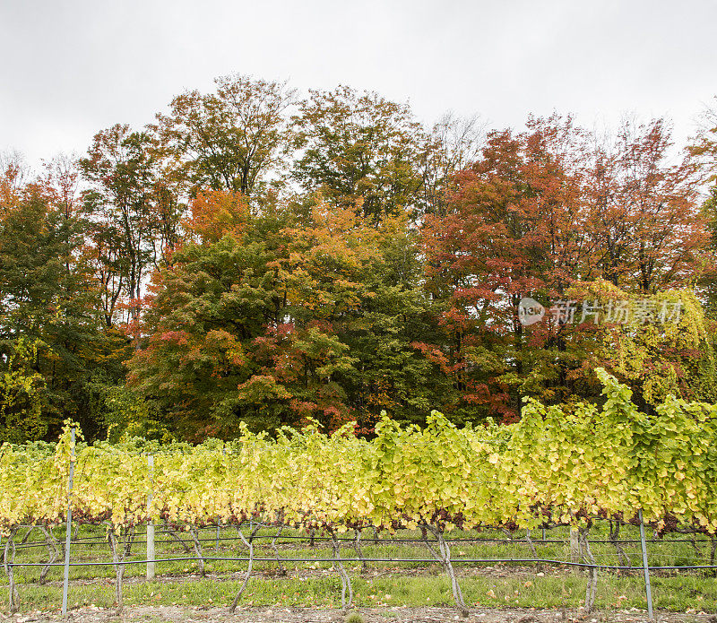密歇根州:成熟的琼瑶浆葡萄酒葡萄和秋天的颜色