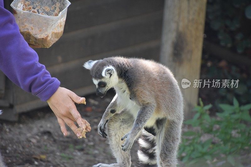 饲养狐猴