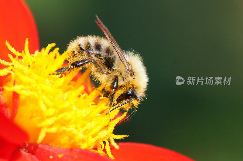 大黄蜂在大丽花上