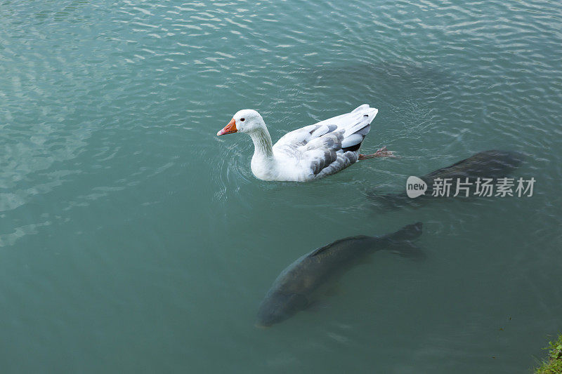 鸭子和鱼在湖里