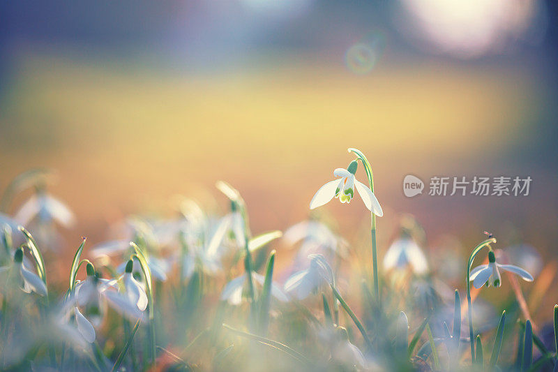 雪花莲(雪花)