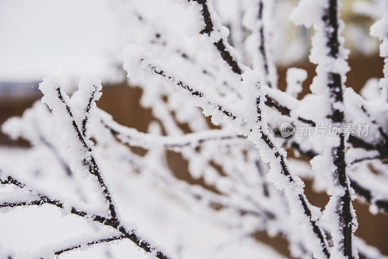 光秃秃的树枝上爬满了冬天的初雪