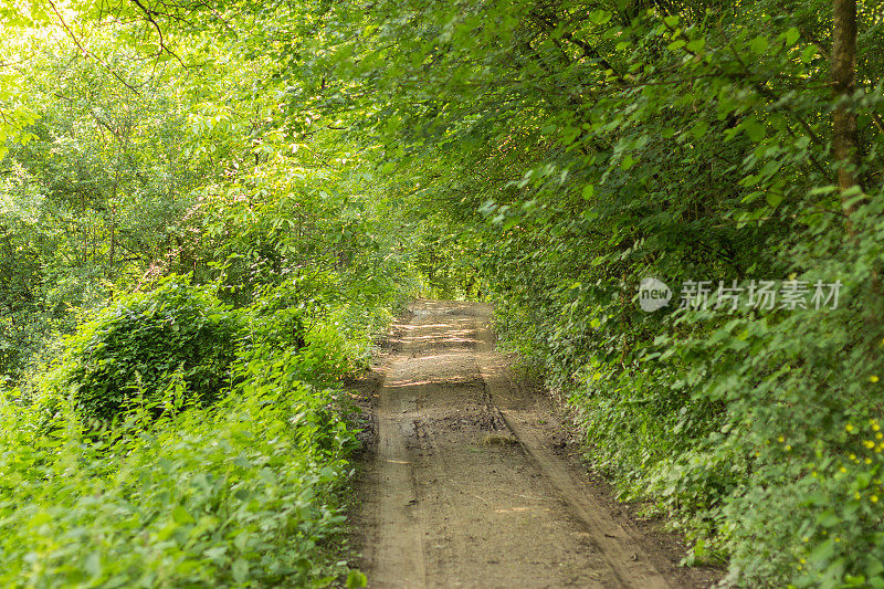 绕组森林道路