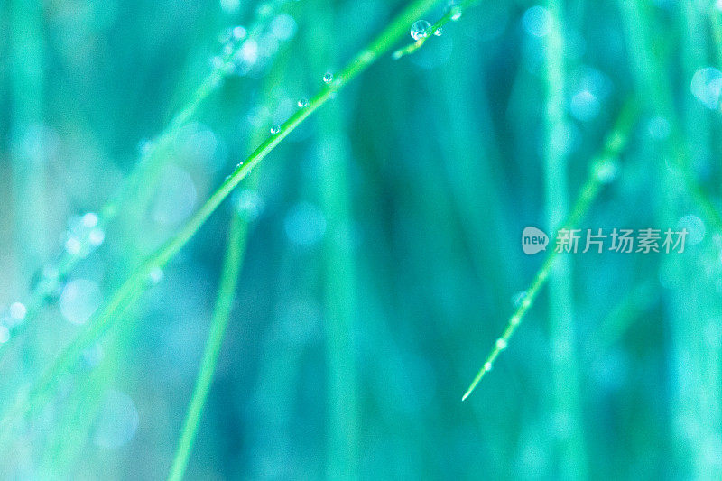 大自然背景雨水落在草地上