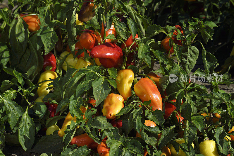 有机辣椒在植物上成熟的特写