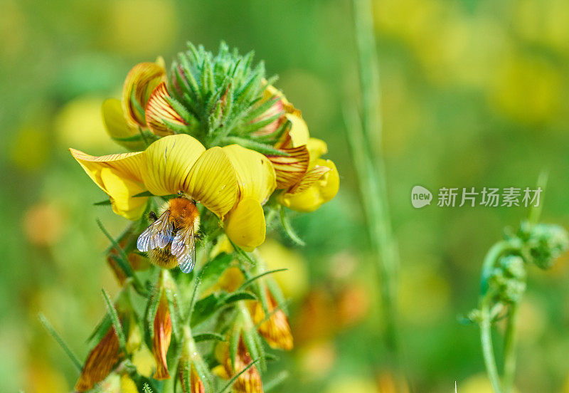 野蔷薇花和蜜蜂。