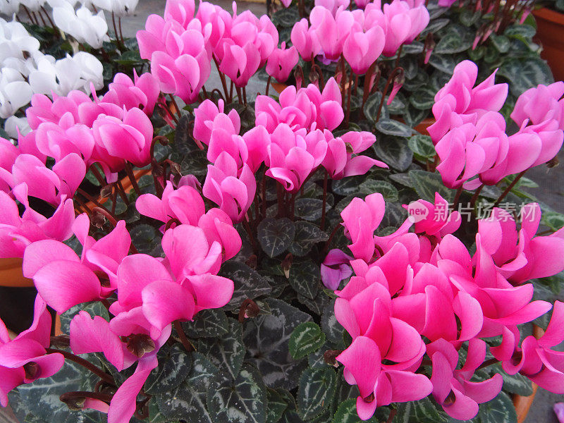 意象粉红、白色和红色仙客来花，盆栽植物