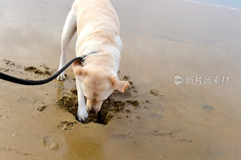 拉布拉多寻回犬