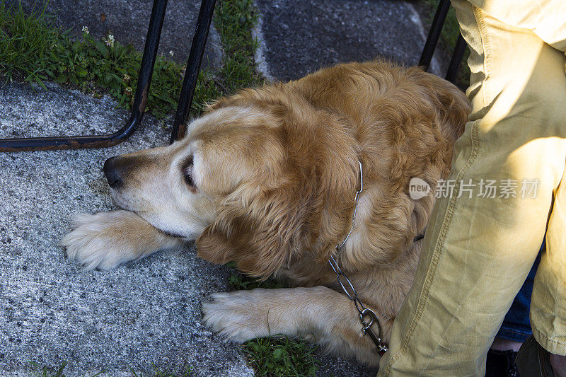 说谎的金毛猎犬