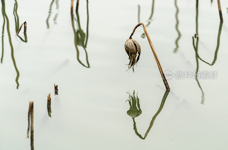 池塘里的枯萎荷花