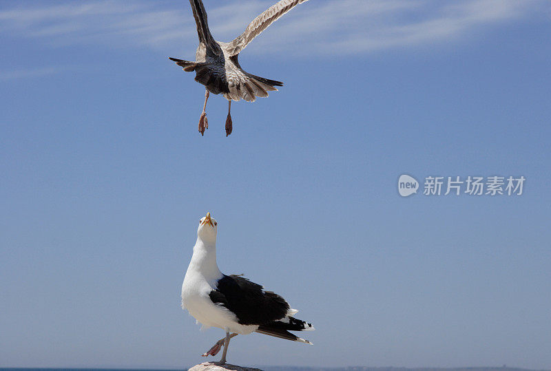 好斗的海鸥