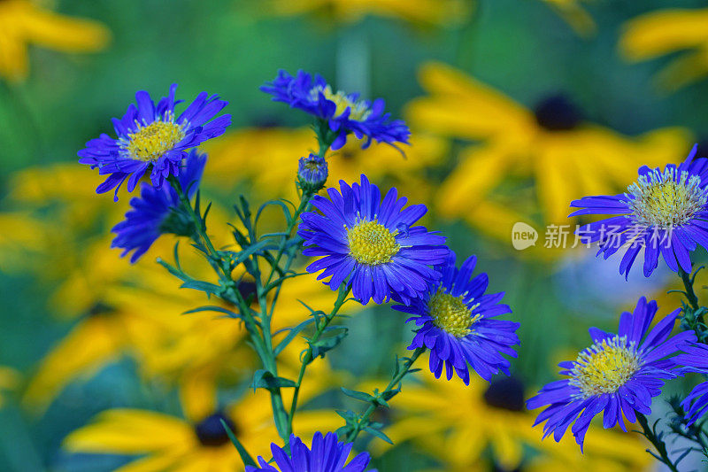 水马齿,紫锥菊