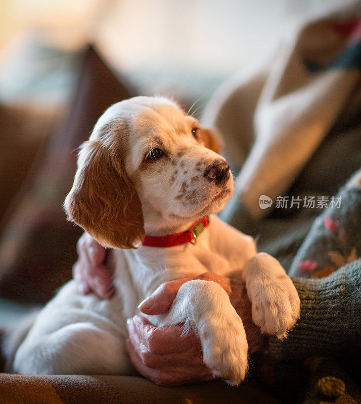 作为治疗犬的英国塞特犬躺在一位老年妇女的腿上。