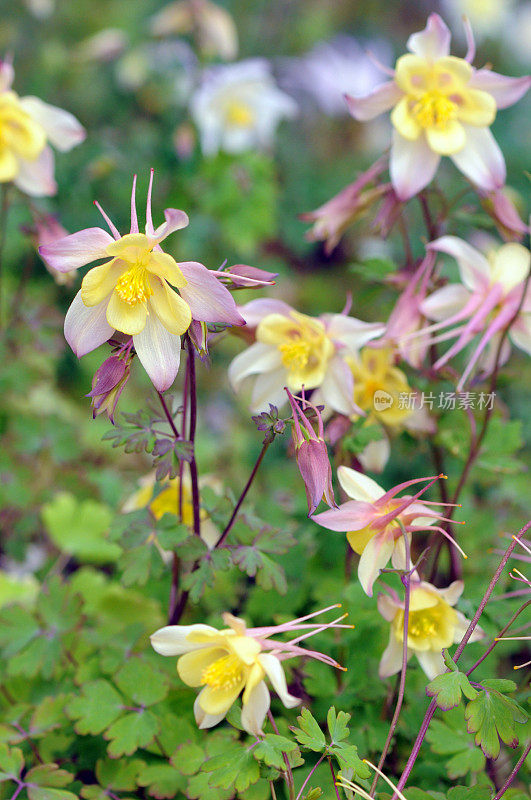 被称为奶奶的帽子和耧斗菜的夏季花(Aquilegia)