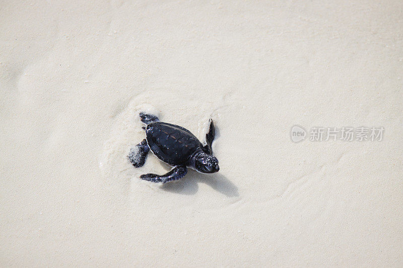 小海龟孵化