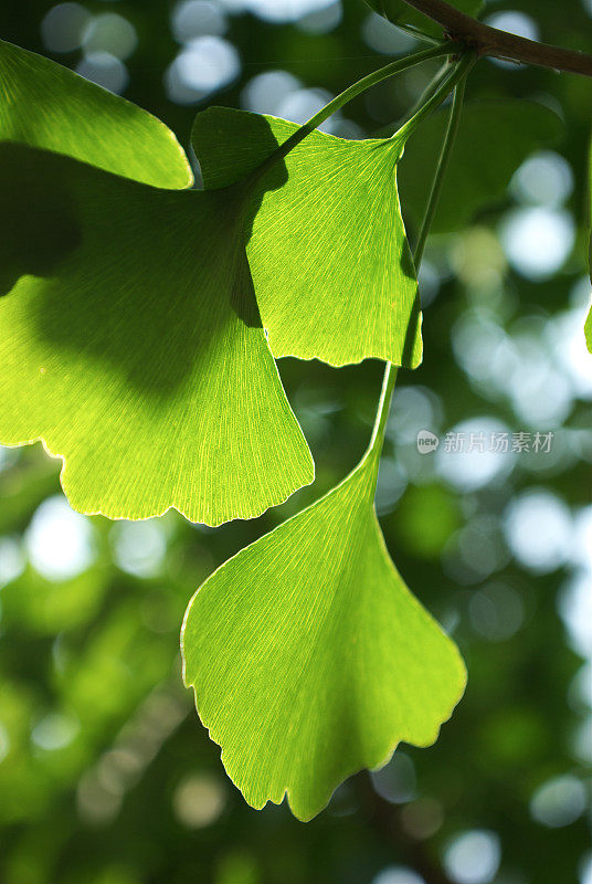 Gingko叶