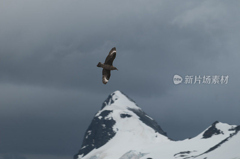 南极半岛库弗维尔岛上空飞行的贼鸥