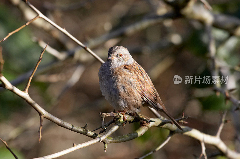 灌木丛中的Dunnock