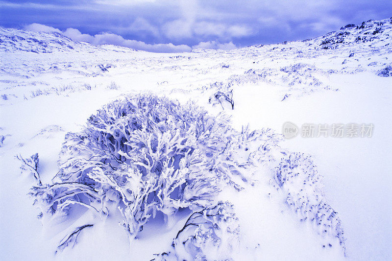 雪在树上