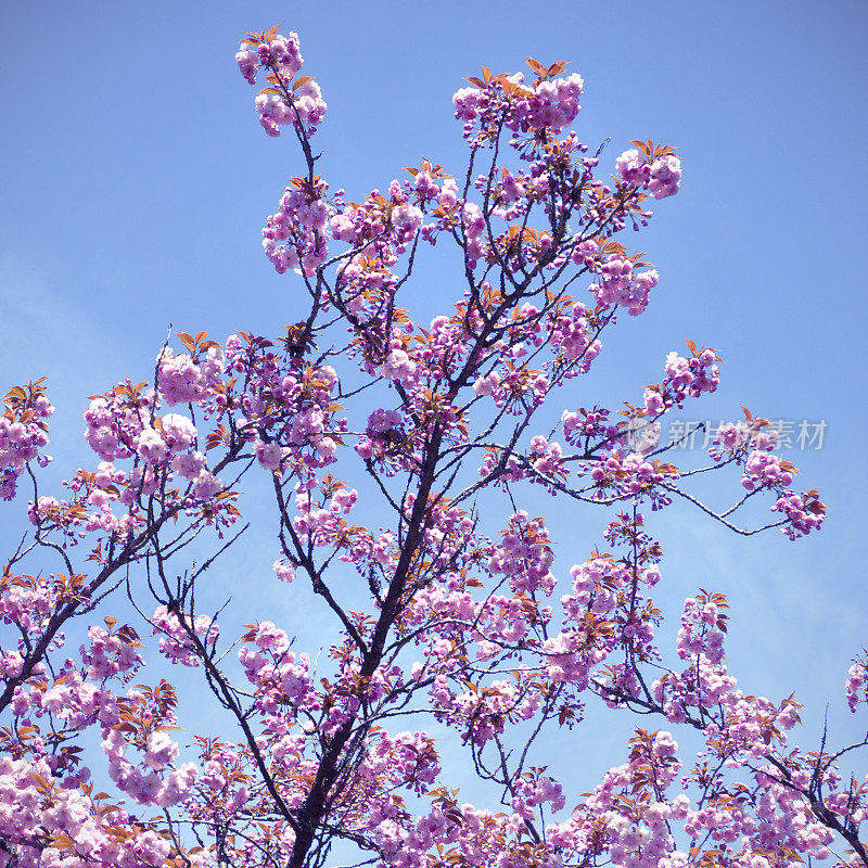 樱花树和天空