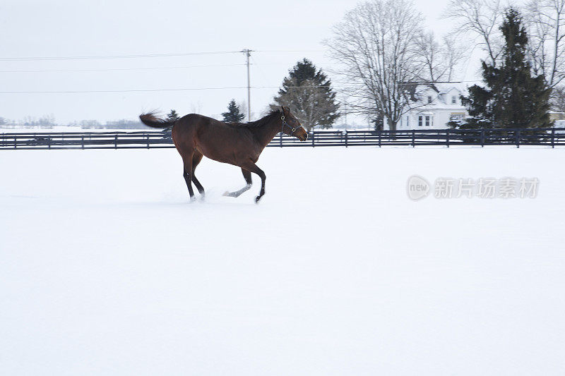 雪中跃起的马的姿势很奇怪。