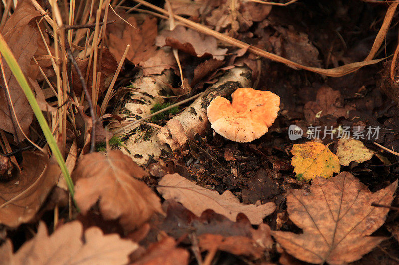 田间干叶的高角度观察