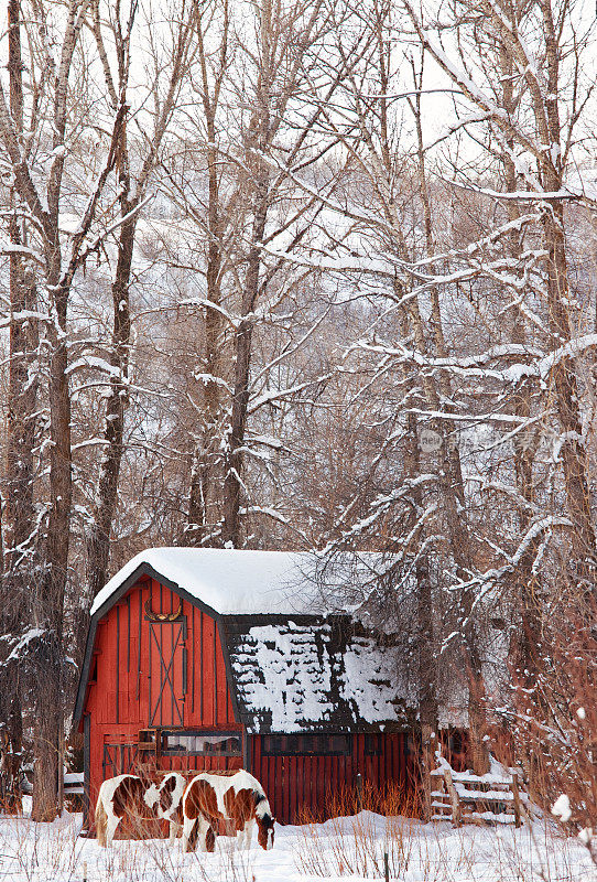 红色的谷仓和两匹斑马马冬天的场景