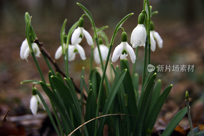 雪花莲冬末